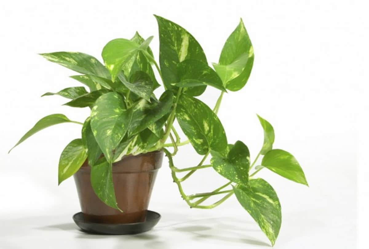 money plant planting rules vastu tips to attract wealth in home