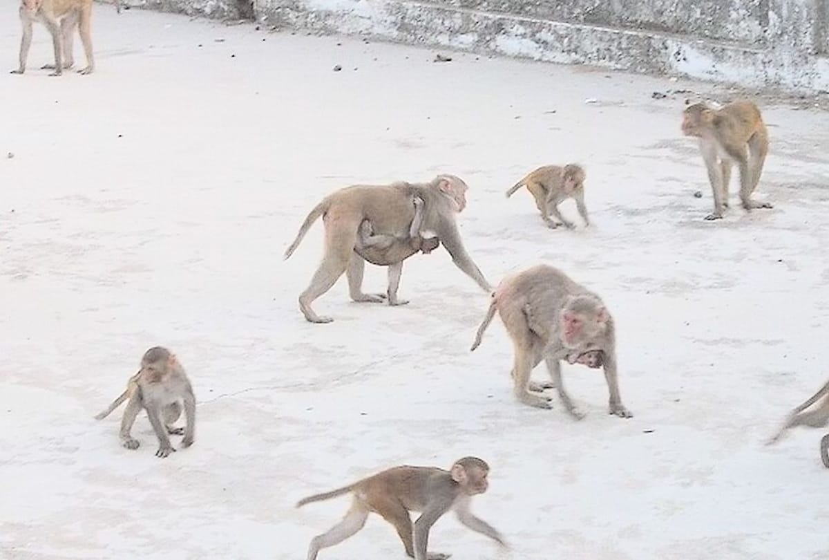 mathura 80 year old women injured in attacks by monkeys