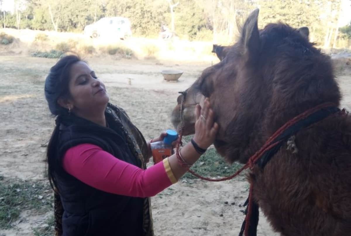 lucknow lady shaba working for animals