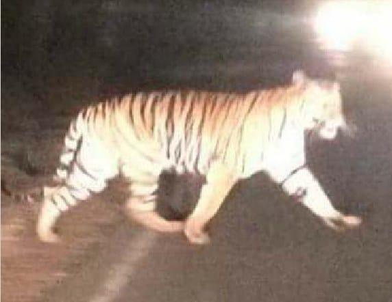 Tiger on road stop vehicles