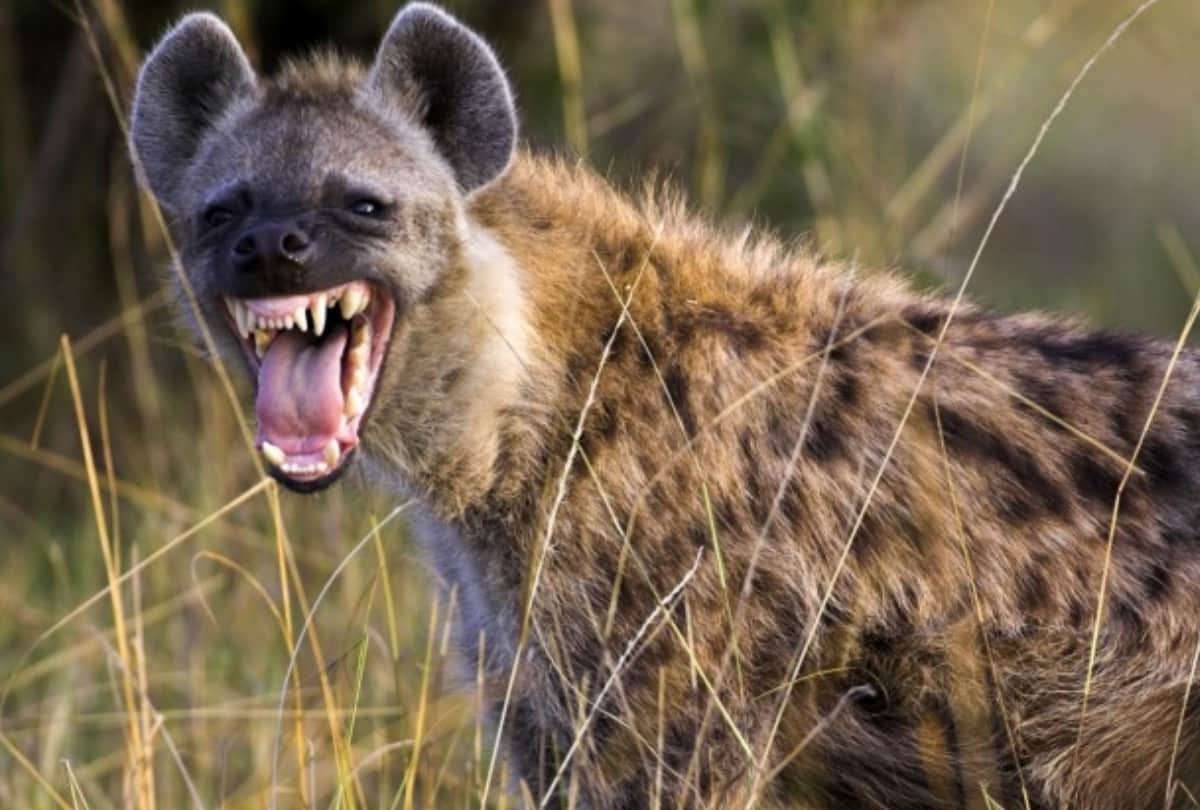 mother fight with Hyena to save her daughter