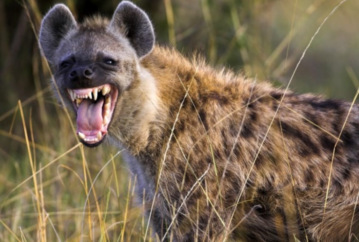 mother fight with Hyena to save her daughter