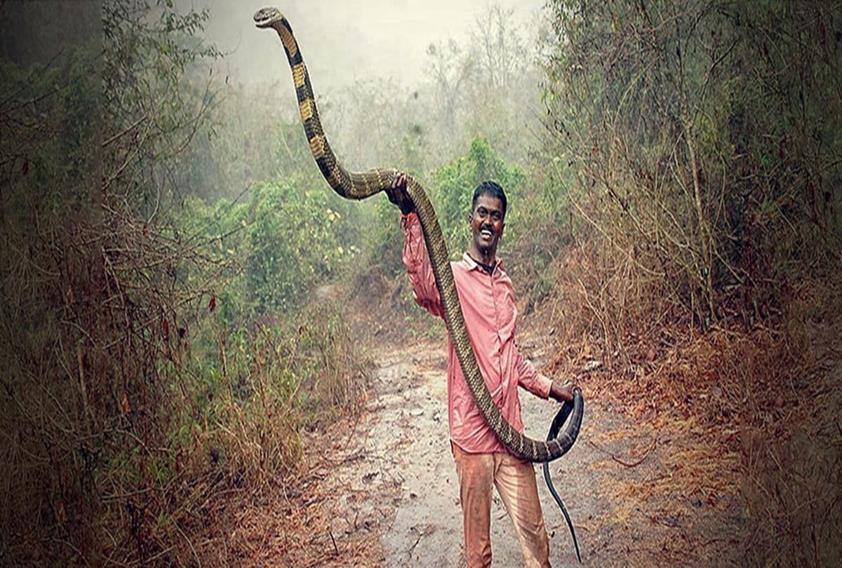Know about The worlds most dangerous snake
