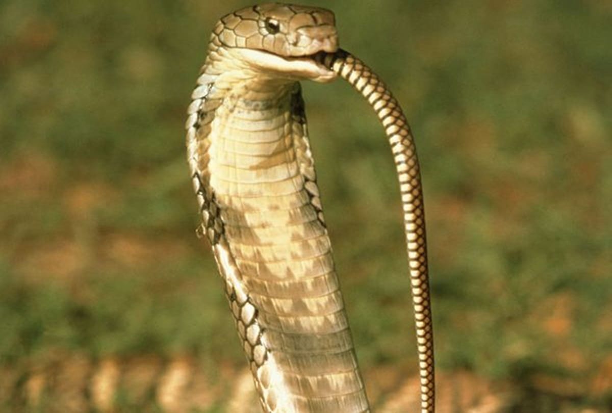 Know about The worlds most dangerous snake