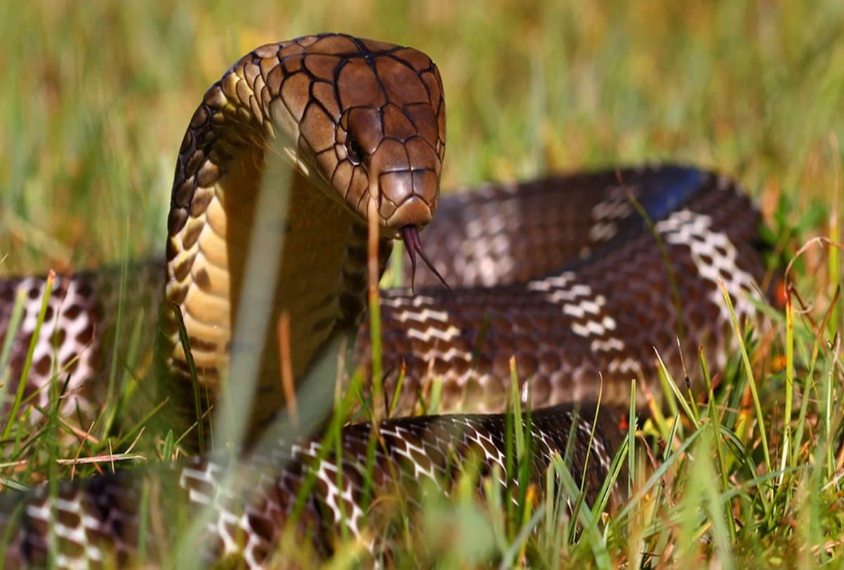 Know about The worlds most dangerous snake