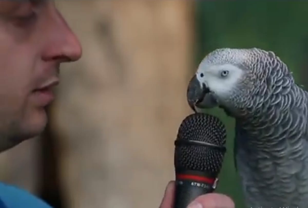 Video being viral of a parrot who is more talented  