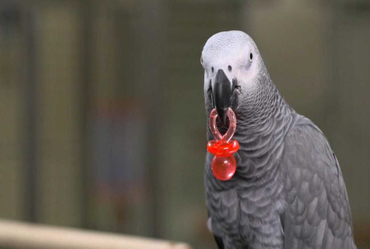 Video being viral of a parrot who is more talented  