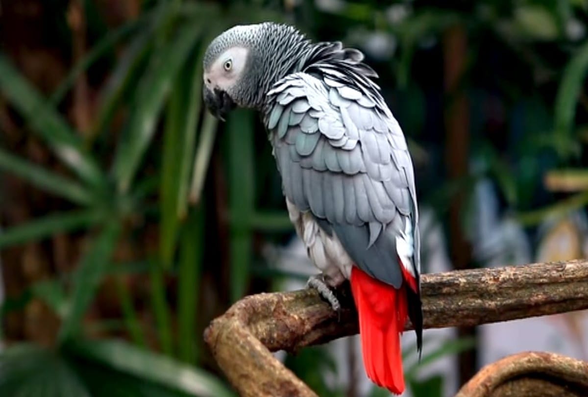 Video being viral of a parrot who is more talented  