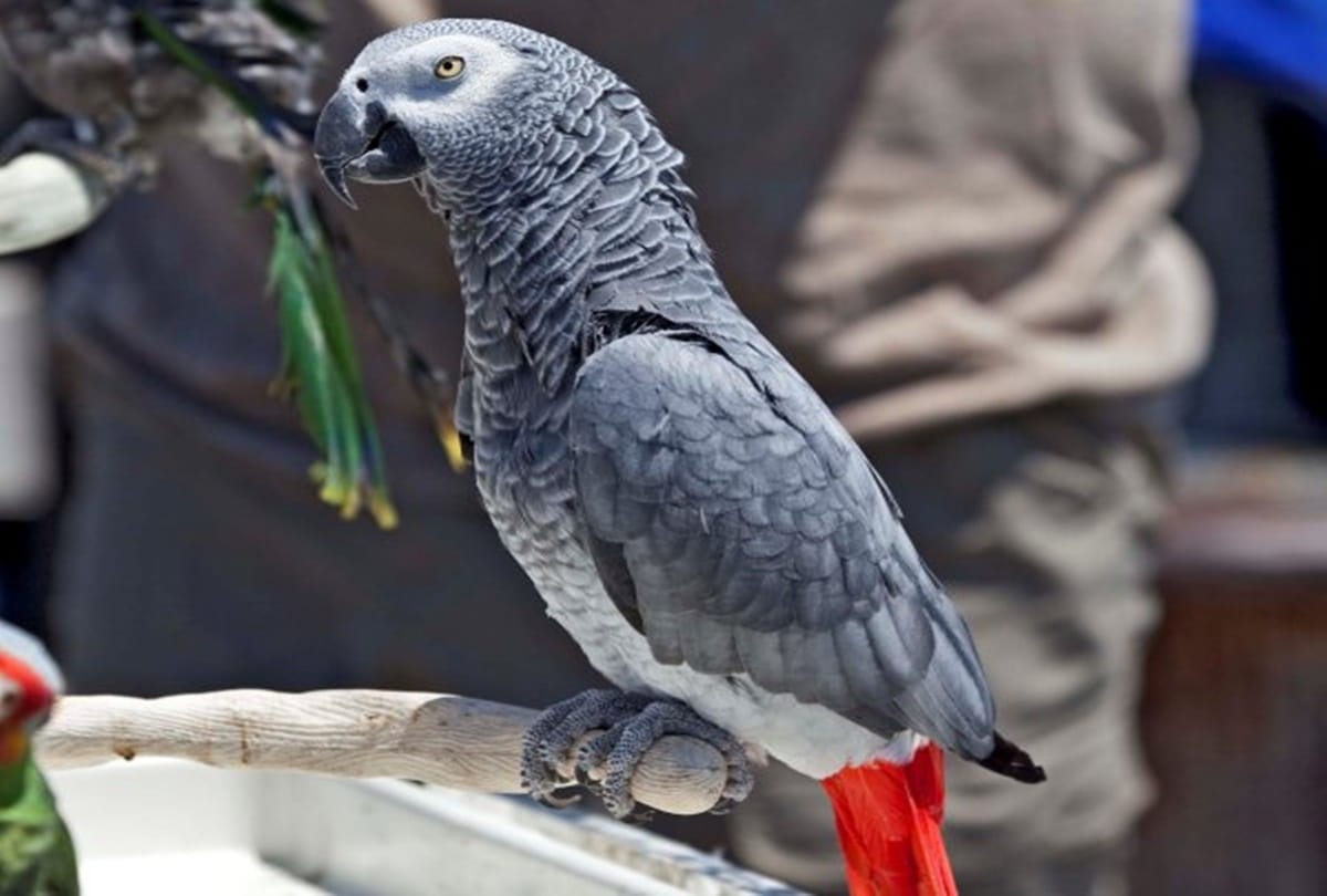 Video being viral of a parrot who is more talented  
