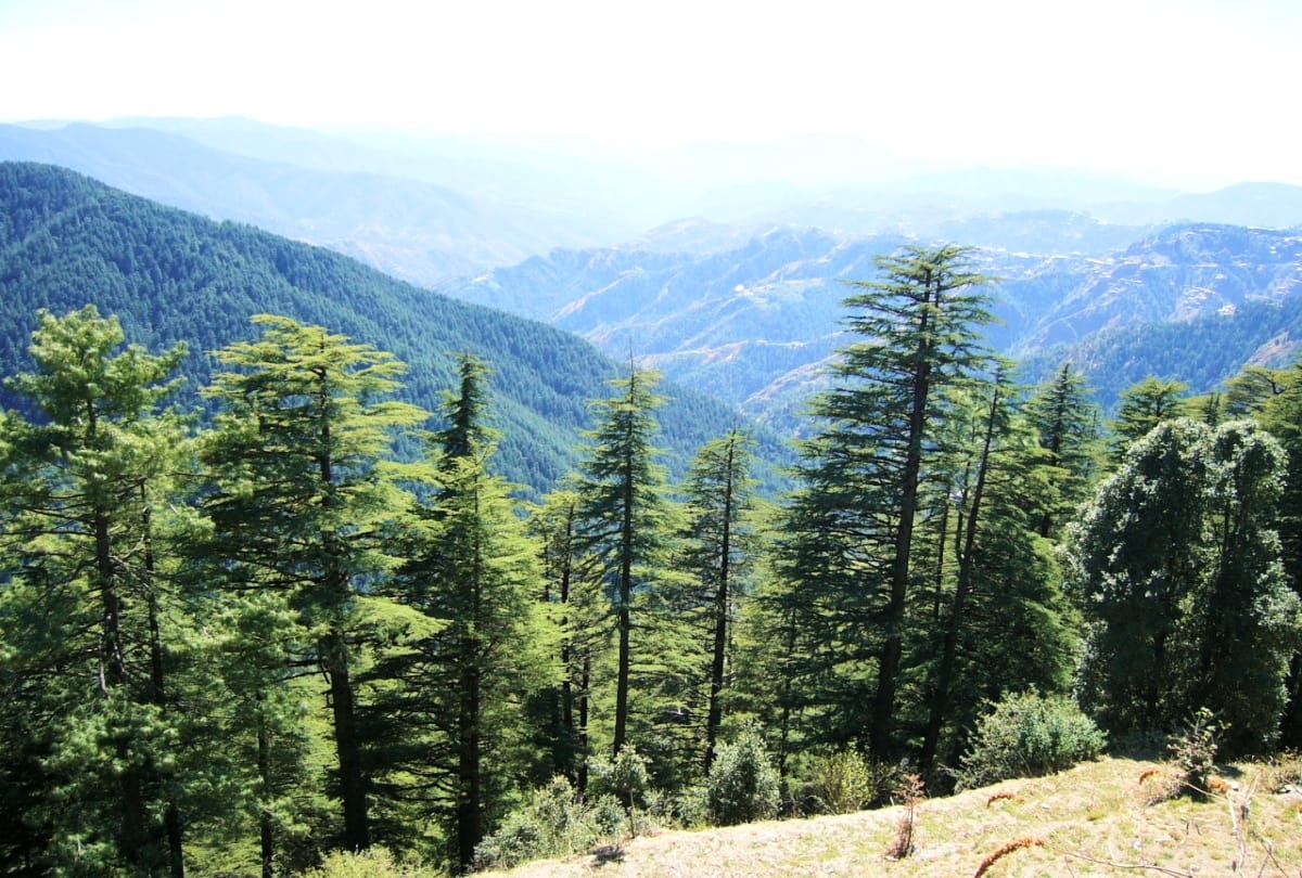 world environment day 2019: God protects the environment and forest in Himachal