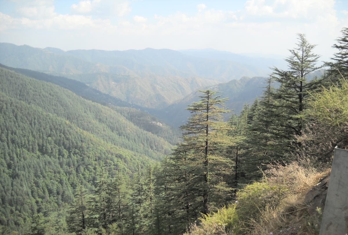 Forest Area Continuously decline in High and Central Himalayan Areas