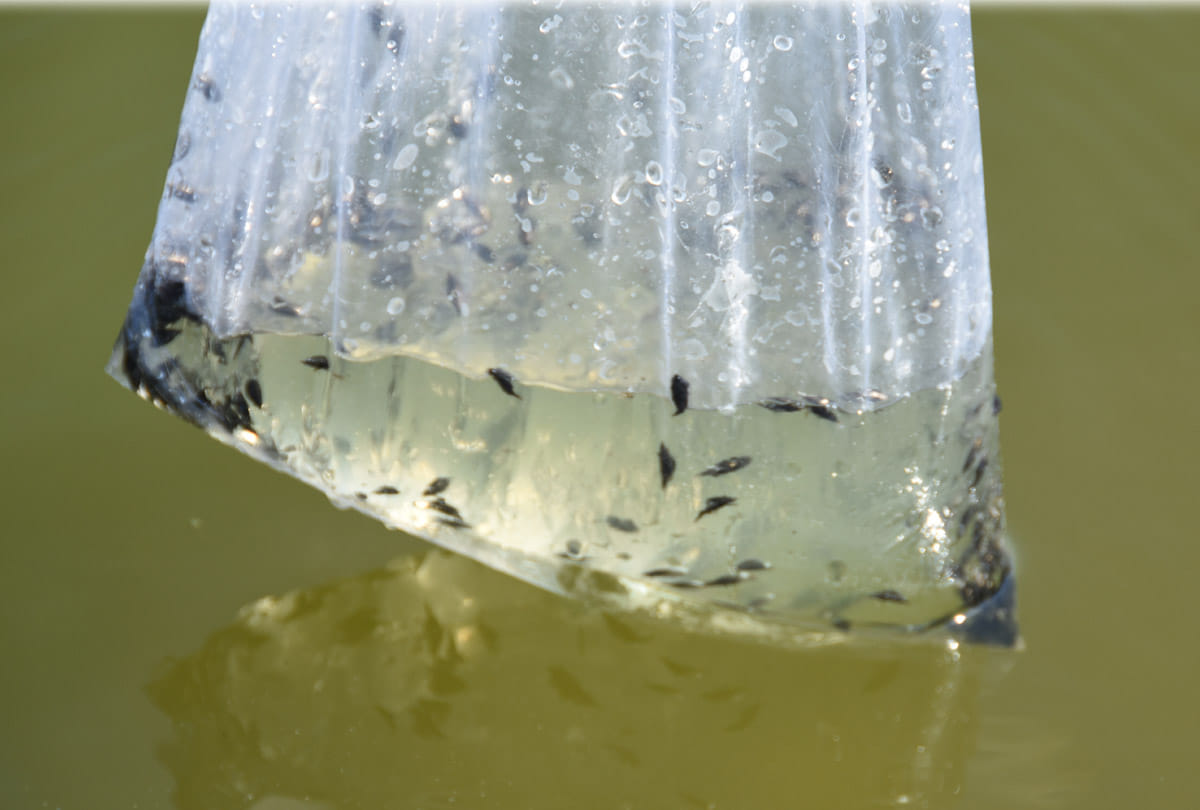 Central pollution control board inspects Ganga water