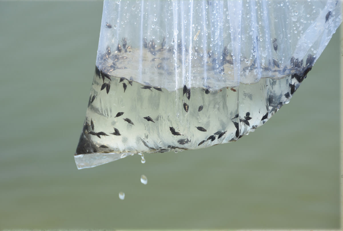 Central pollution control board inspects Ganga water