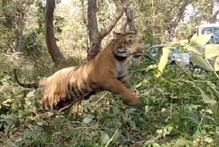 dudhwa gets new resident as Chandu