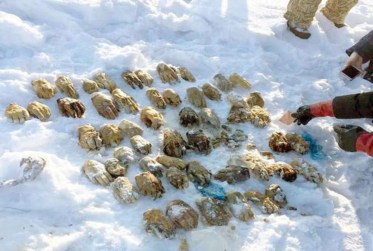 Mysterious bag found containing with fifty four scary human hands discovered