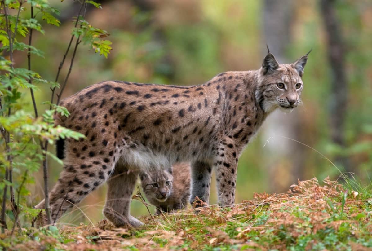 exchange of jungle cat from visakhapatnam zoo to lucknow zoo