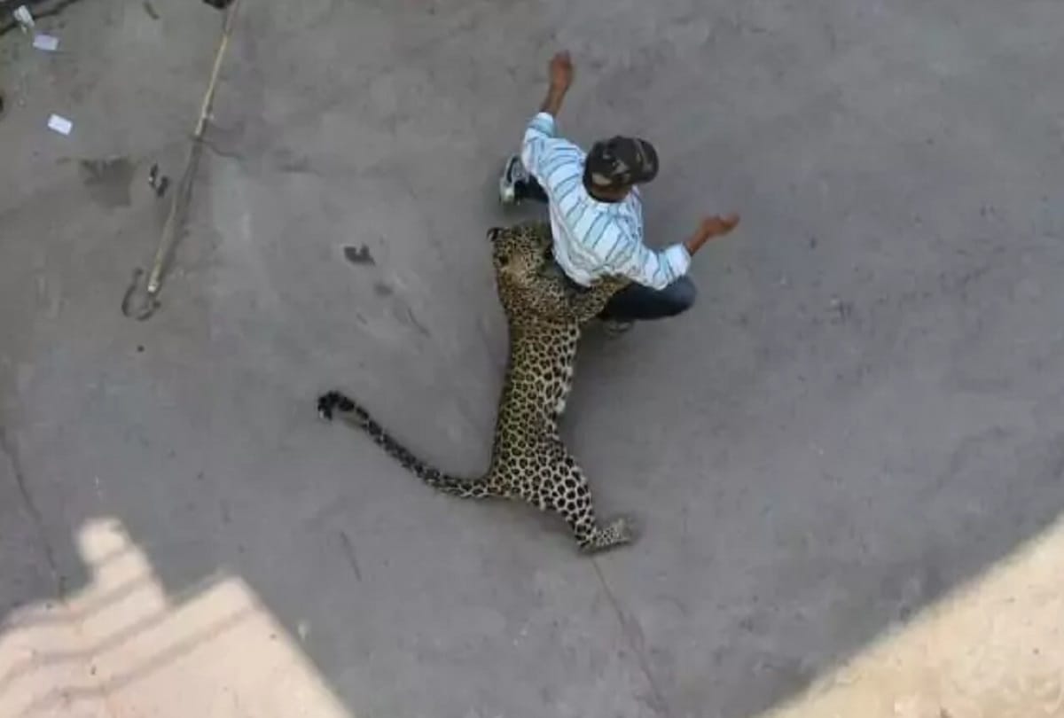 Leopard strays into residential area, injures four in Indore 