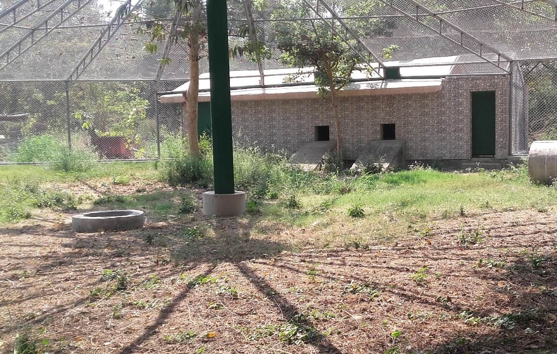 exchange of jungle cat from visakhapatnam zoo to lucknow zoo