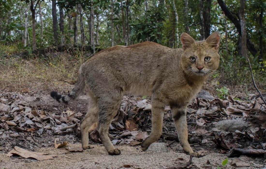 exchange of jungle cat from visakhapatnam zoo to lucknow zoo