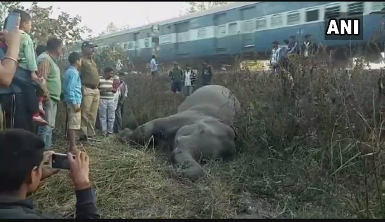 Elephant died to hit by train in nainital