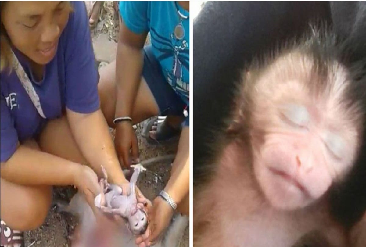 Padtama Kedkuerviriyanon saves unborn monkey by c section