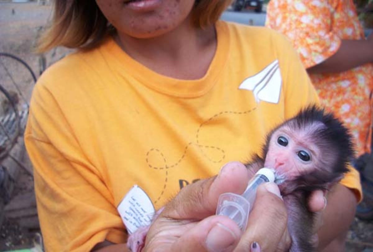 Padtama Kedkuerviriyanon saves unborn monkey by c section