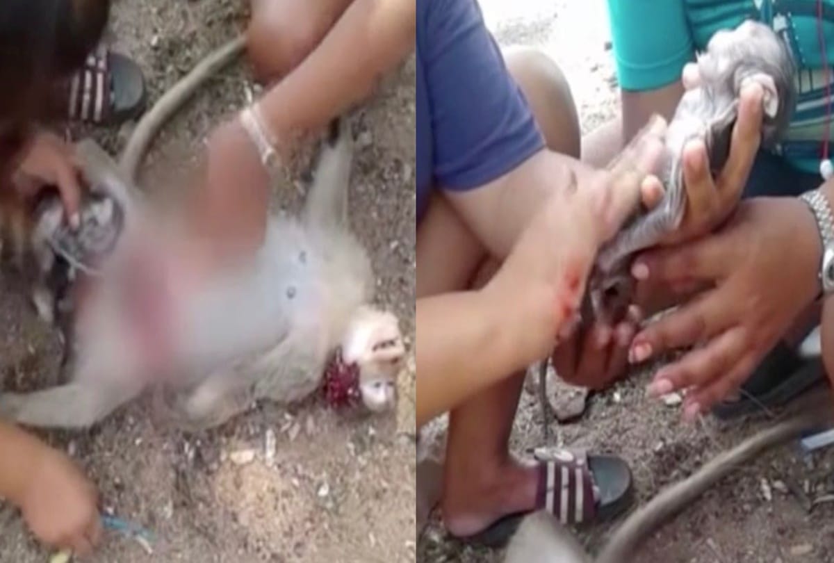 Padtama Kedkuerviriyanon saves unborn monkey by c section