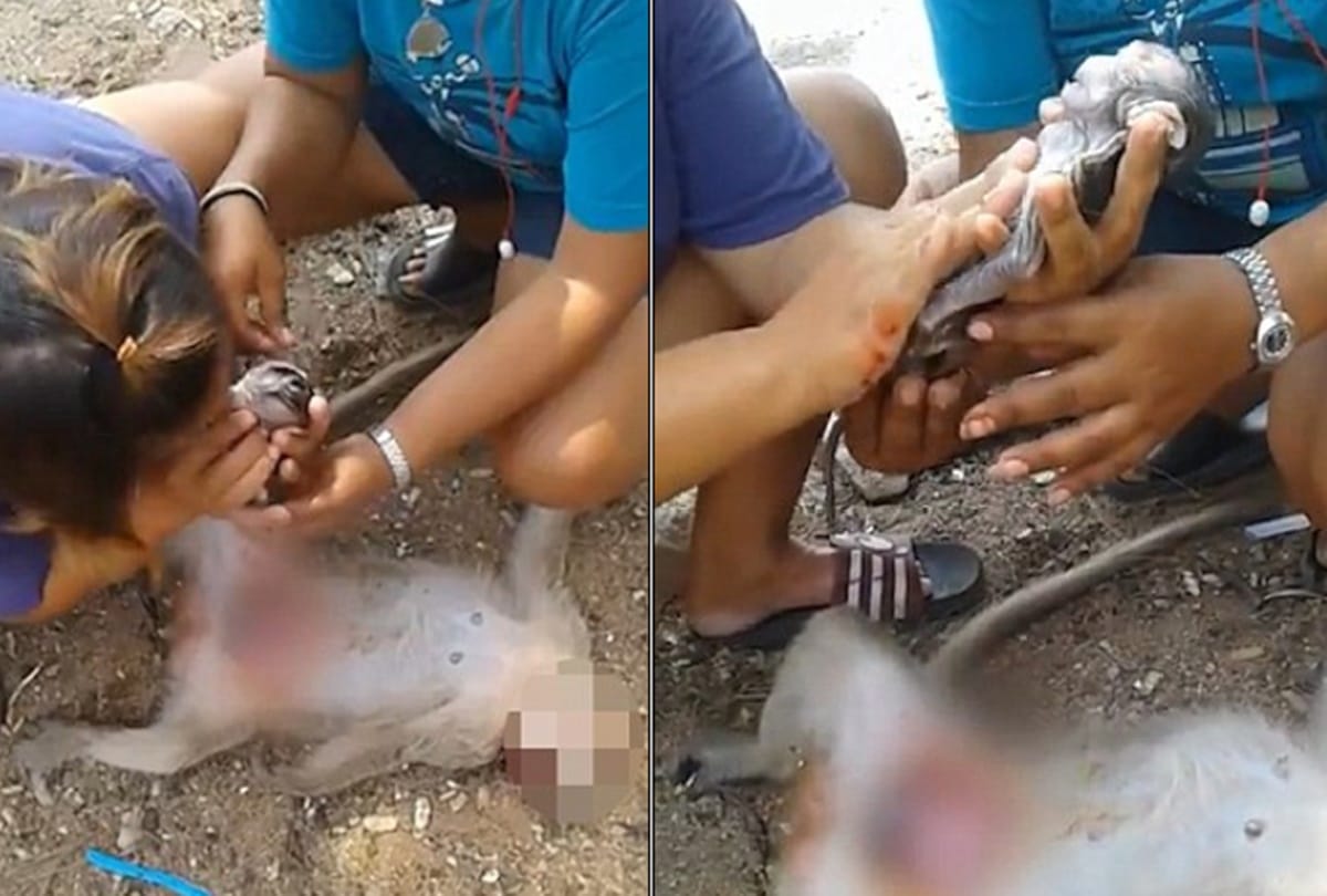 Padtama Kedkuerviriyanon saves unborn monkey by c section