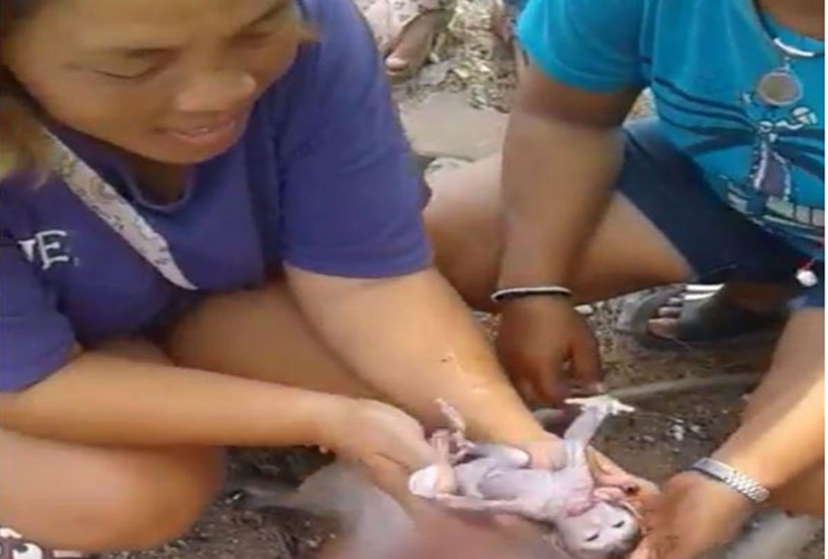 Padtama Kedkuerviriyanon saves unborn monkey by c section