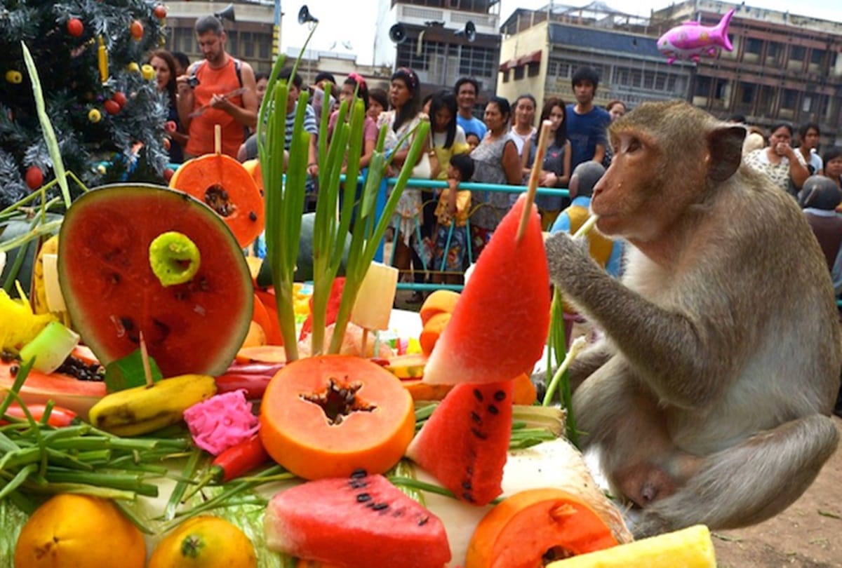 all you need to know about monkey buffet festival in Thailand
