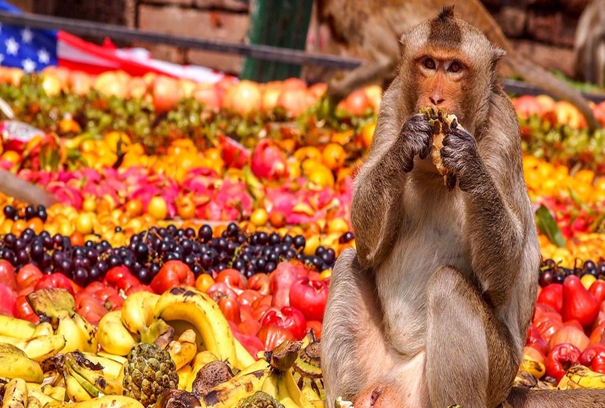 all you need to know about monkey buffet festival in Thailand