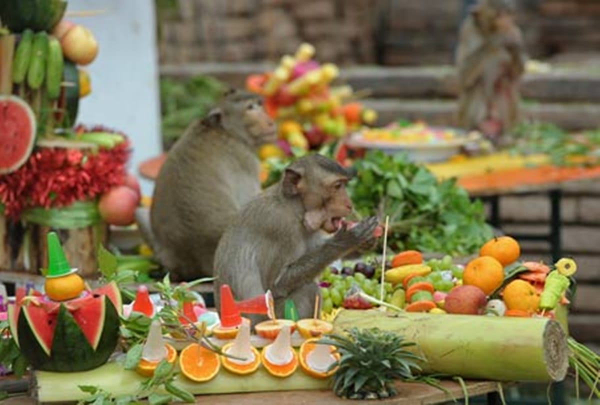 all you need to know about monkey buffet festival in Thailand
