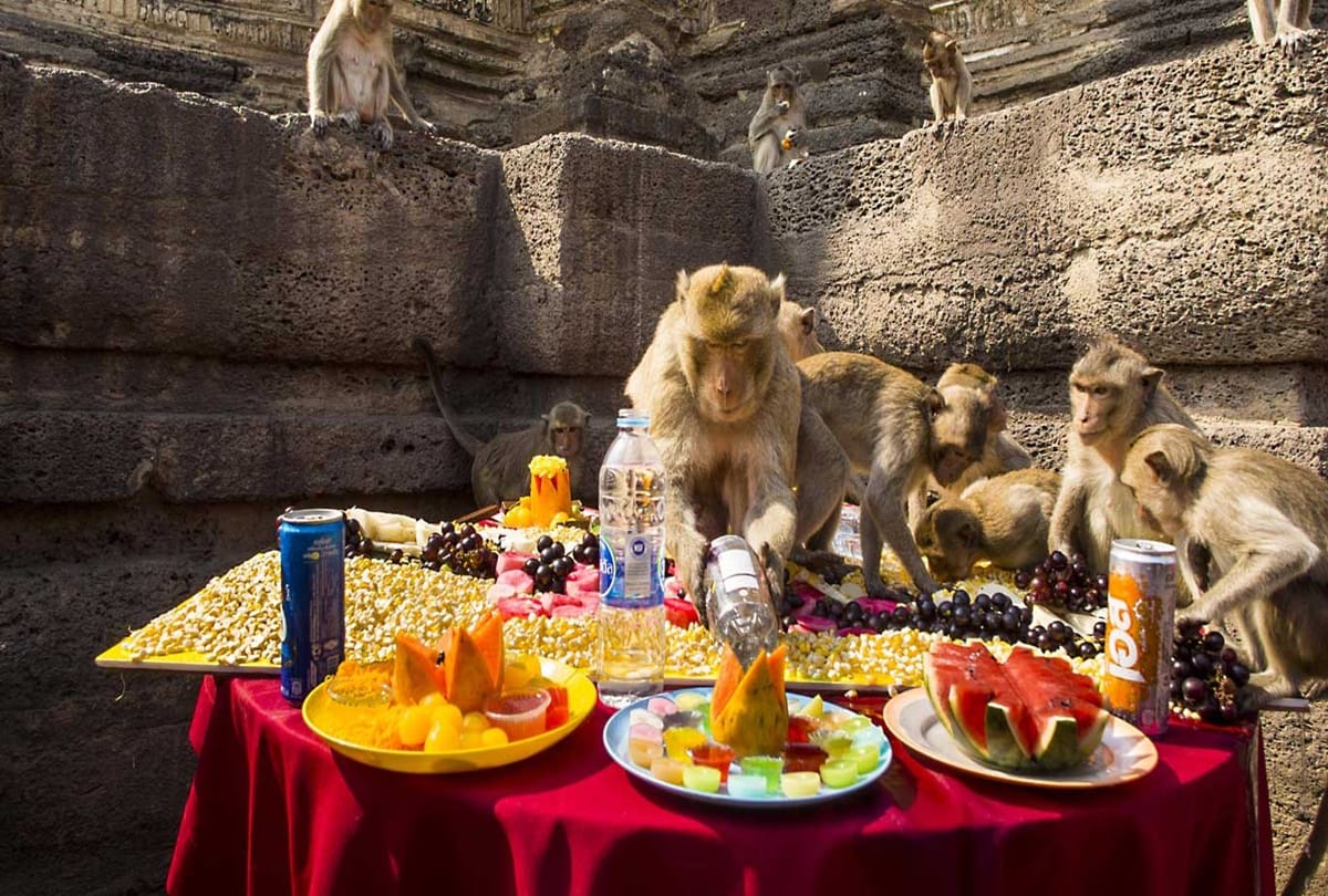all you need to know about monkey buffet festival in Thailand