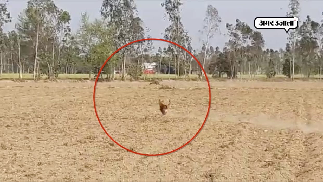 people afraid seeing tiger and lepord rangers said its happy site