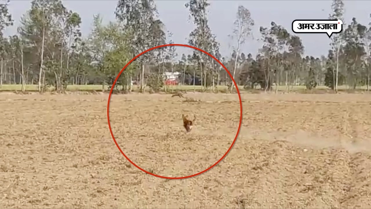 बाघ