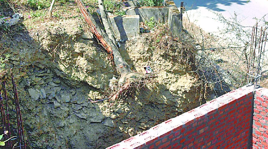 Forest Department uprooted the green tree