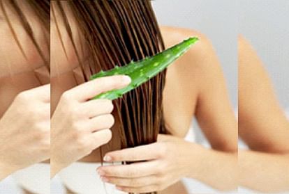 Hair Care Tips how to use Aloe Vera simple way to use Aloe Vera in hair in hindi