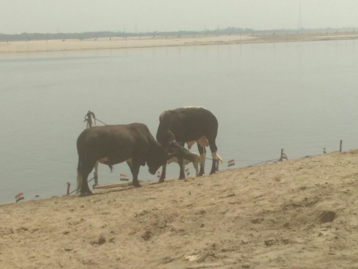 PM modi and french president visit varanasi bull fight at maan sarovar ghat 