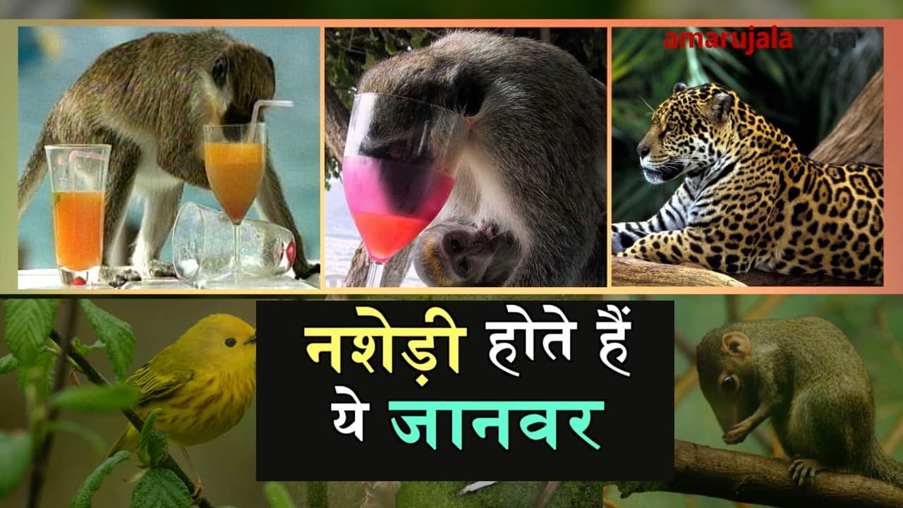 प्रतीकात्मक तस्वीर