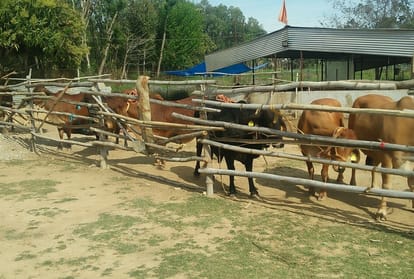 uttarakhand cattle feeders less income