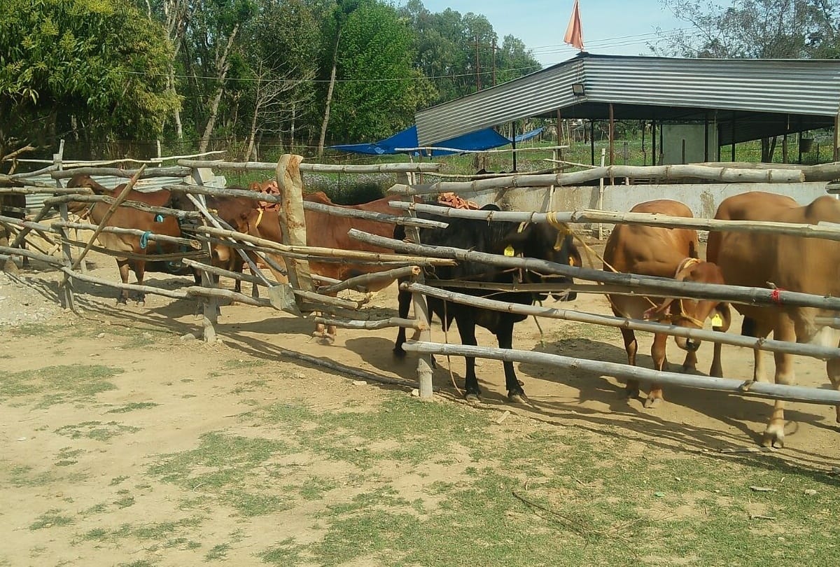 Man who leave principal job for serving cows