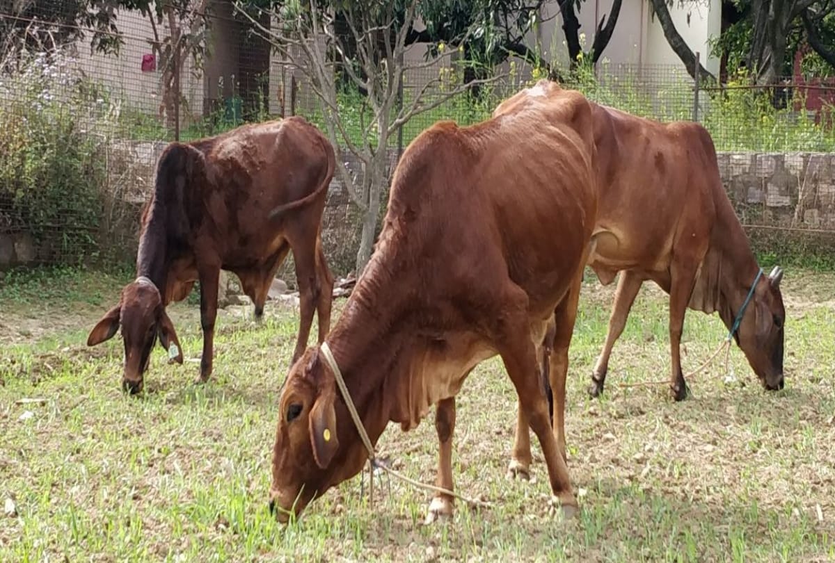 Man who leave principal job for serving cows