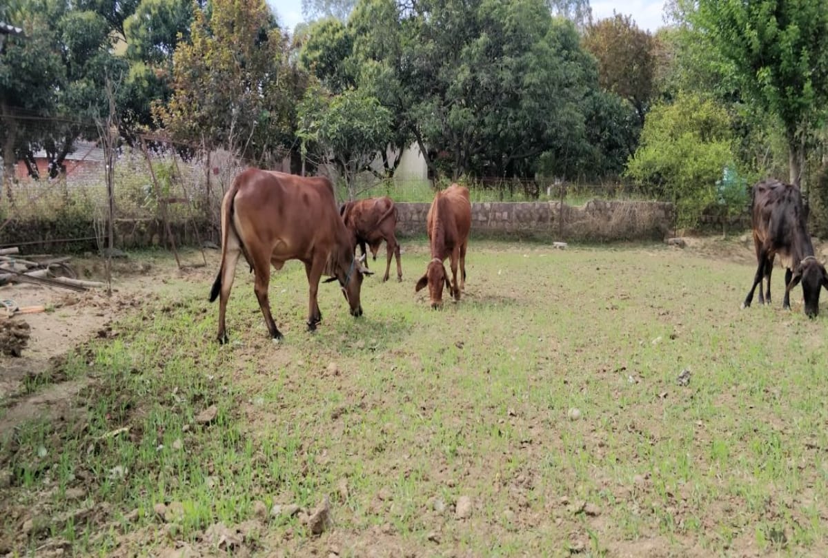 Clothes for cows will be prepared in Uttar Pradesh.