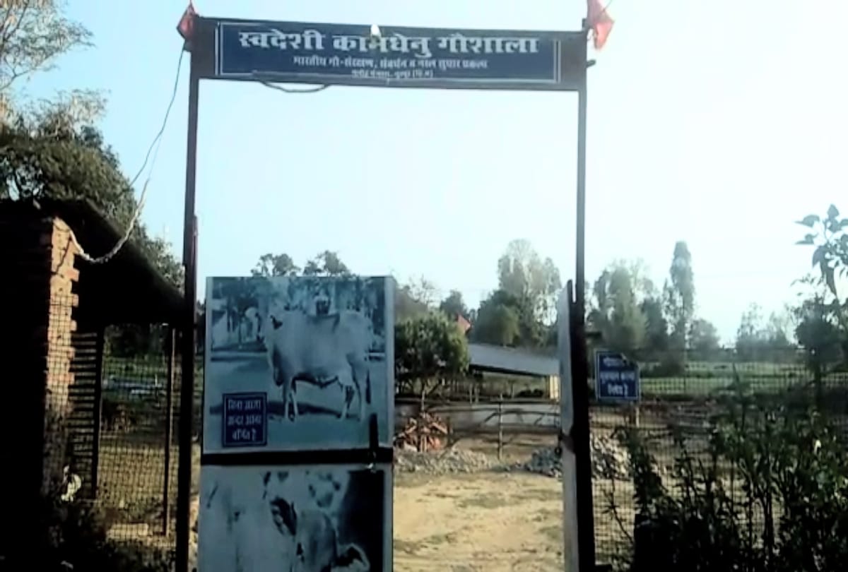 Man who leave principal job for serving cows