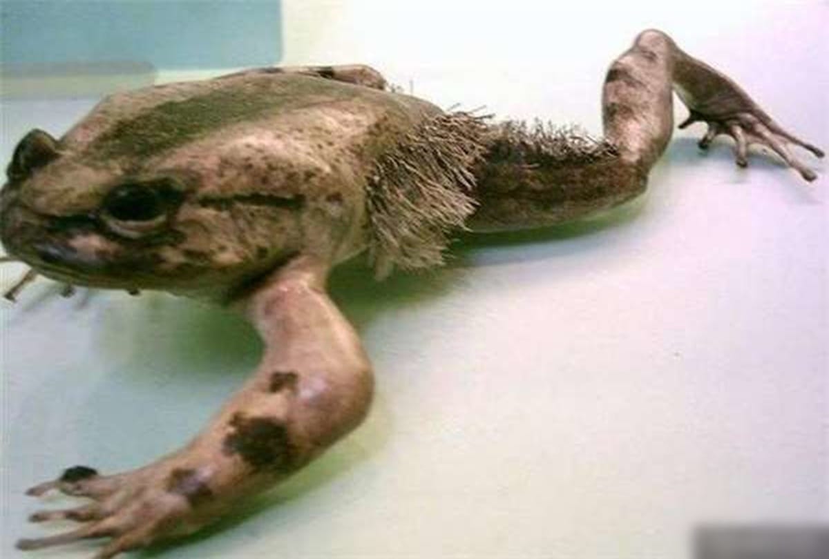 These are the Five most dangerous creature in the world,