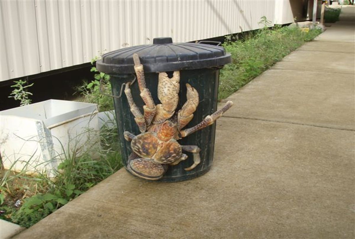 These are the Five most dangerous creature in the world,