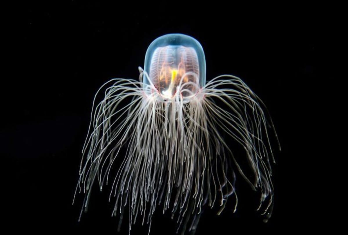 These are the Five most dangerous creature in the world,