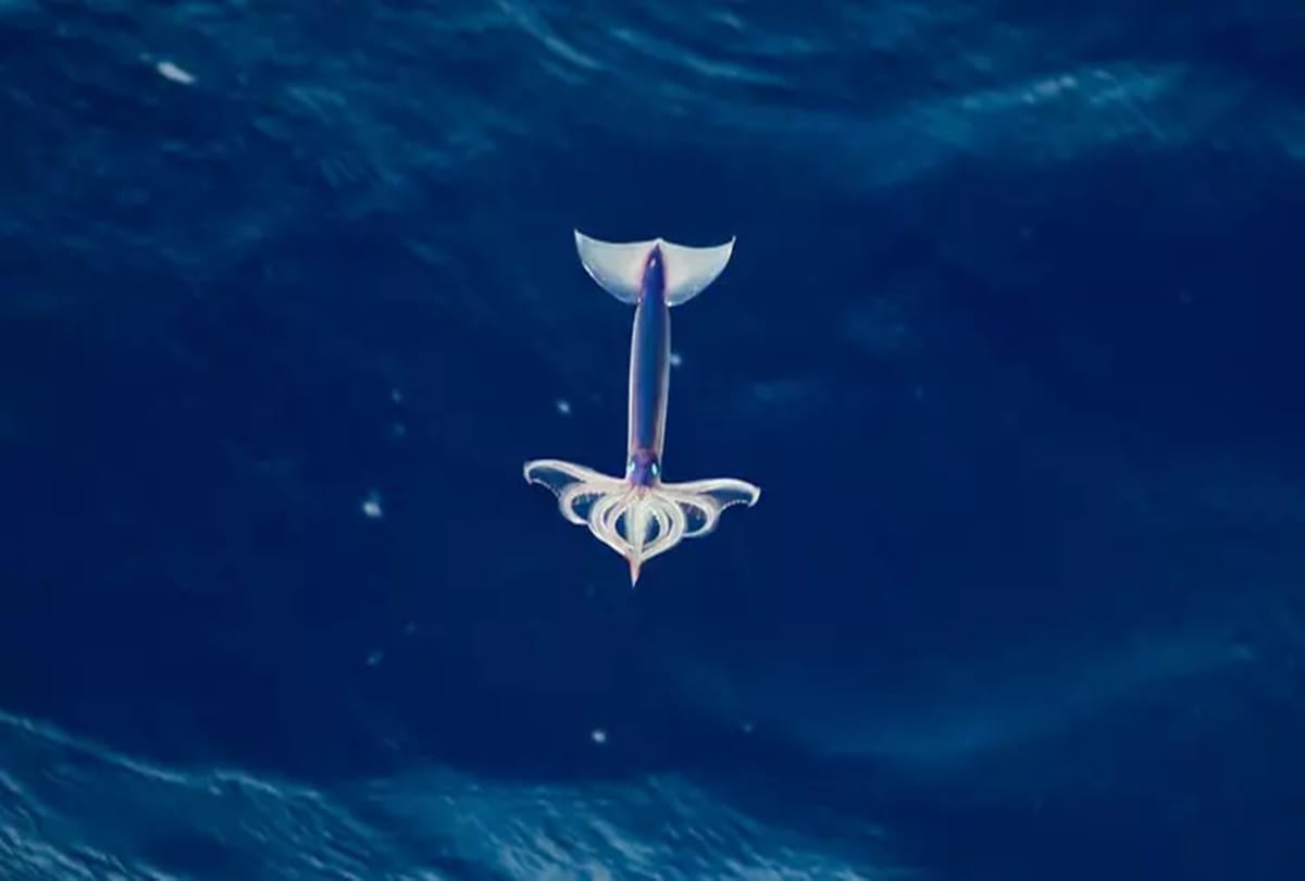 These are the Five most dangerous creature in the world,