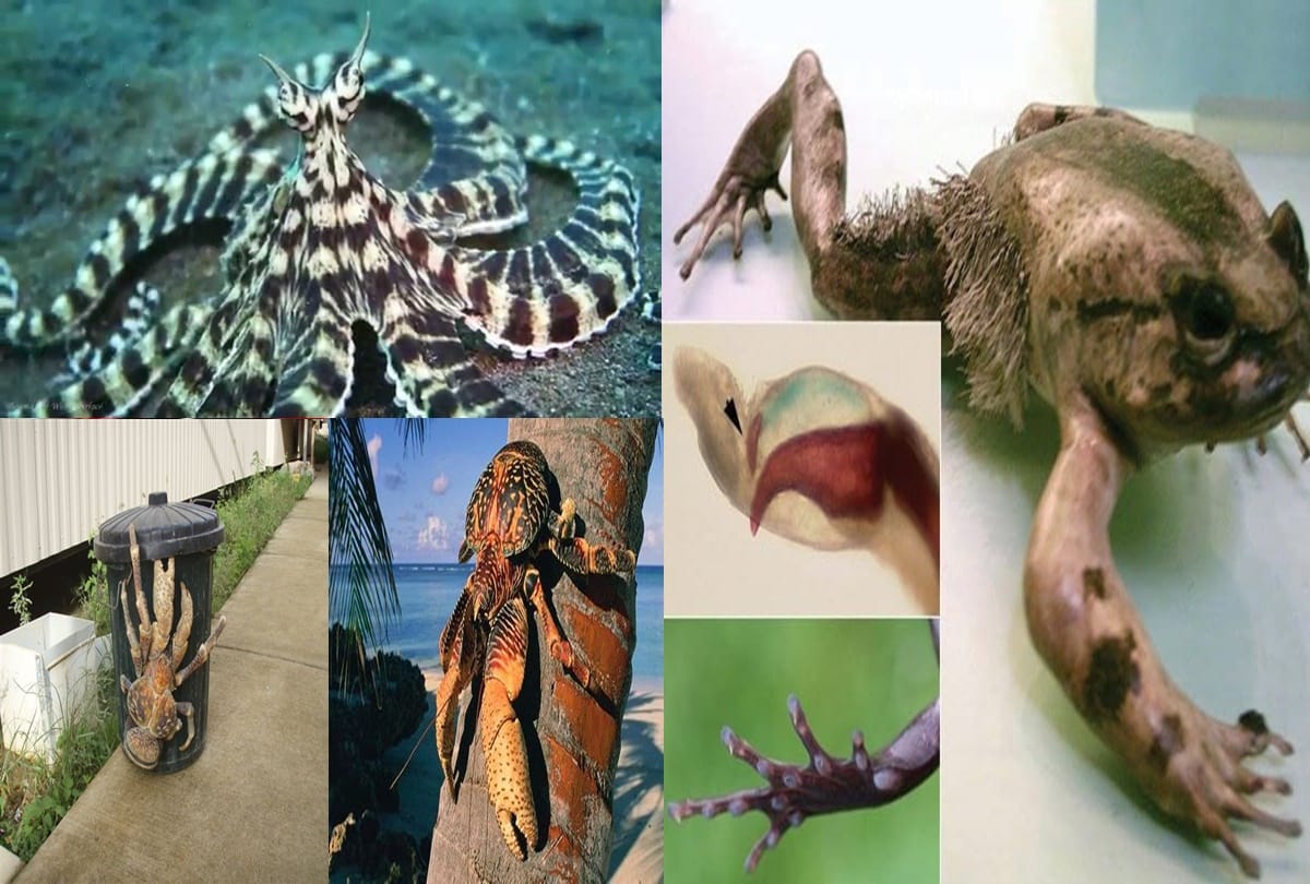 These are the Five most dangerous creature in the world,