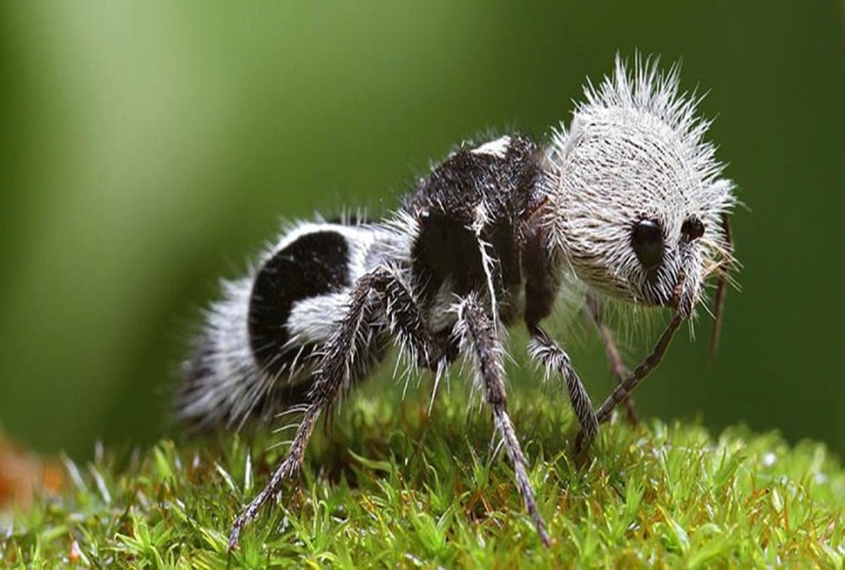 have you ever seen these strange creatures on the earth 